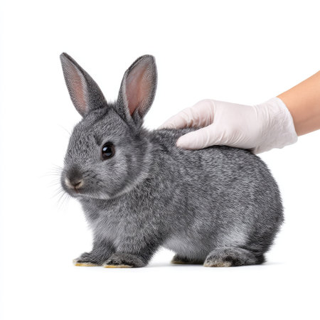 A beautiful grey bunny is carefully handled by a gloved hand, representing themes of animal care, companionship, and veterinary education in a clean studio.の素材
