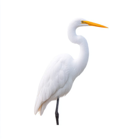 A stunning portrait of a white heron captures the beauty of this elegant bird. The image emphasizes the heron's delicate posture against a simple backdrop.の素材
