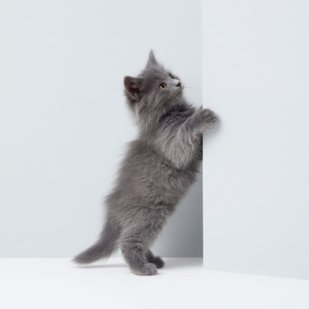 A cute gray kitten stands on its hind legs in an indoor setting, gazing curiously at a light blue wall. Perfect for illustrating playful and charming pet moments.の素材