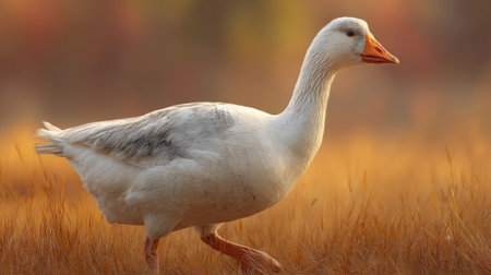 A beautiful white goose walks gracefully through golden grass, embodying the tranquility of autumn in a peaceful natural landscape filled with warm colors.の素材
