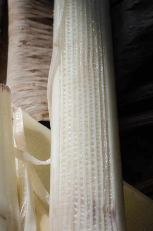 The inside banana treeの写真素材