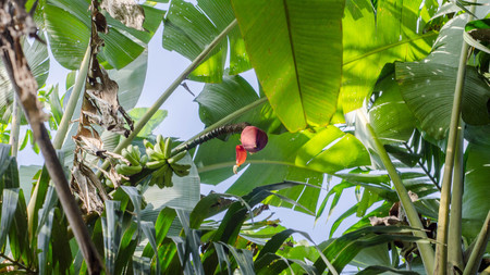 The banana flowerの写真素材