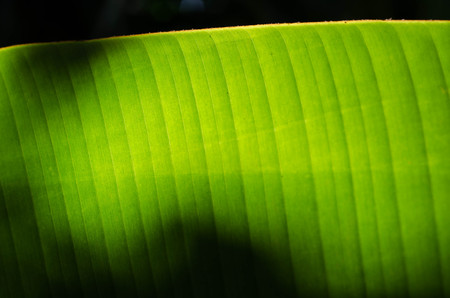 banana leaveの写真素材