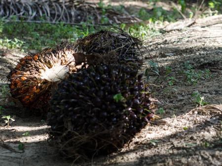 palm oil is in sidewayの写真素材