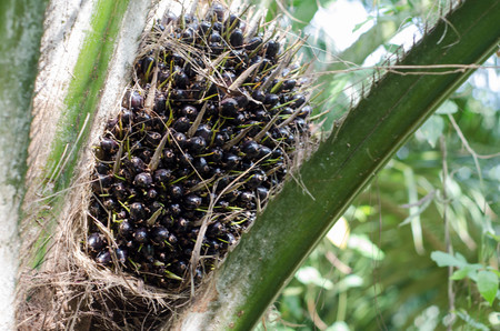 palm oil is in gardenの写真素材