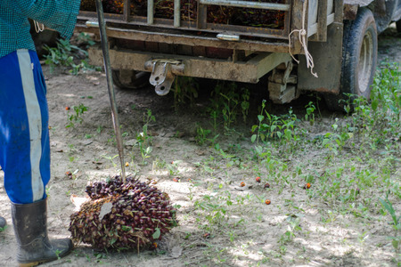 palm is near workerの写真素材