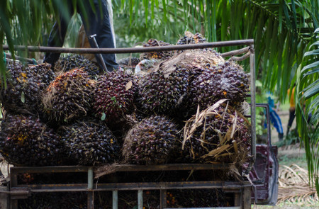 palm in trunkの写真素材