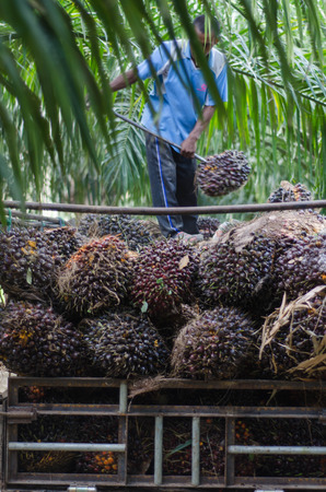 palm workerの写真素材