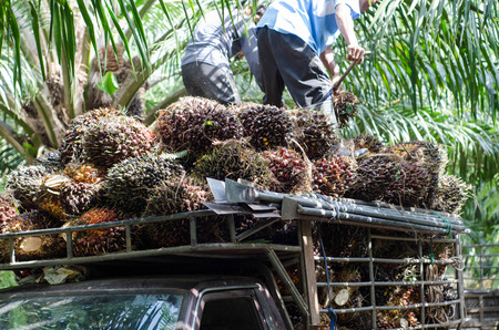 palm workersの写真素材