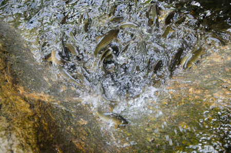 The first fish is in fightingの写真素材