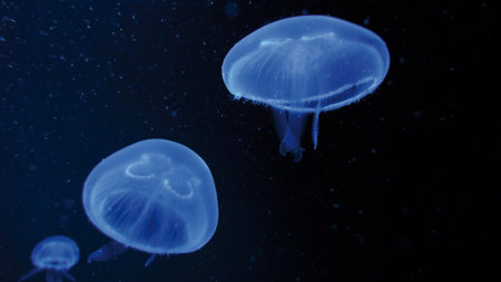 jellyfish in the water on a dark background. close up