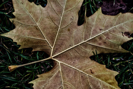 Dry autumn leaves on the grass. Autumn concept. Close up.