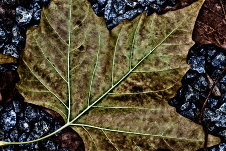 A close up of a dry leaf on the ground in autumn.