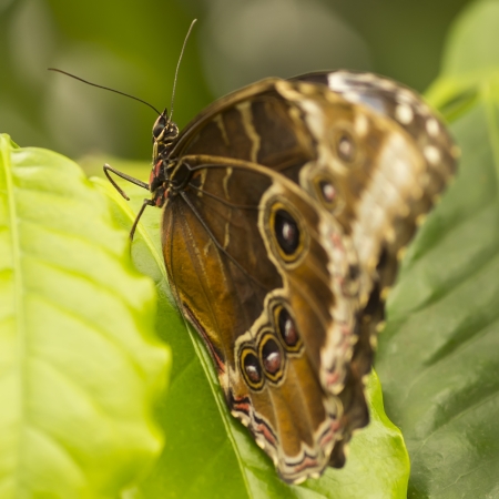 butterfly