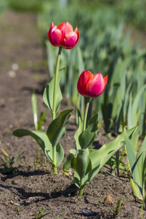 colorful tulipsの写真素材