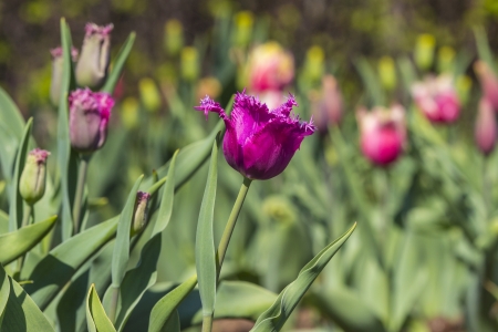 colorful tulipsの写真素材