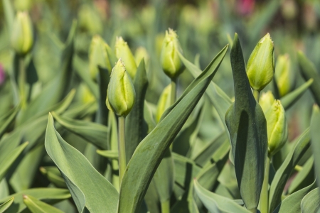 colorful tulipsの写真素材