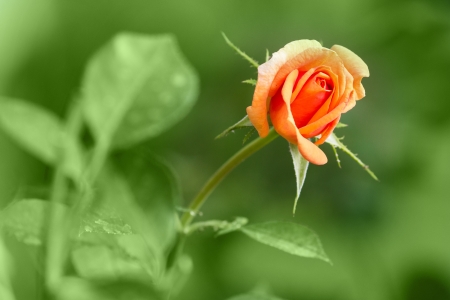 Rose in a gardenの写真素材