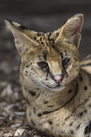 serval, The African catの写真素材