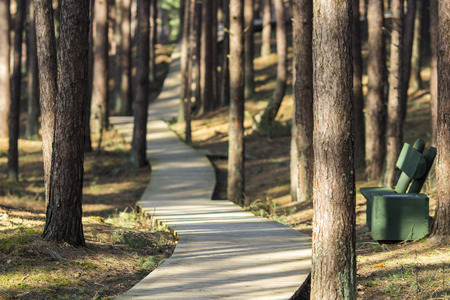 boardwalk in forest