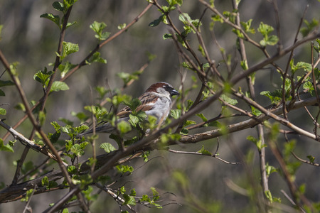 Red-backed Shrikeの写真素材