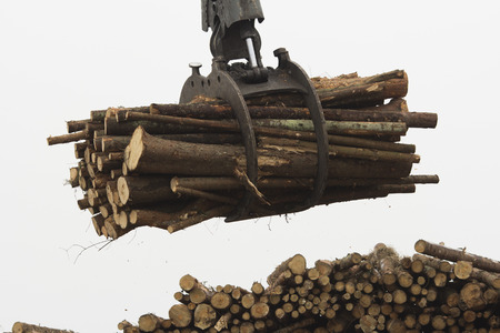 Heavy lifting crane loading cut wooden logs