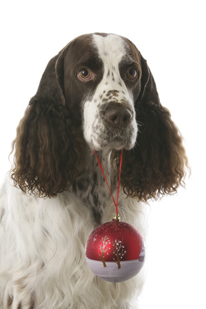 English Springer Spaniel - Christmas dogの写真素材
