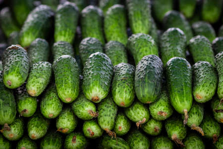 Fresh cucumbers for sale at a farmers market. Close-up.の写真素材
