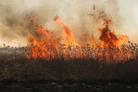 Spring fires of dry grass.の写真素材