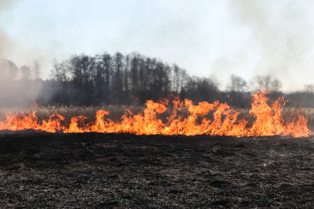 Spring fires of dry grass. Natural disaster.の写真素材