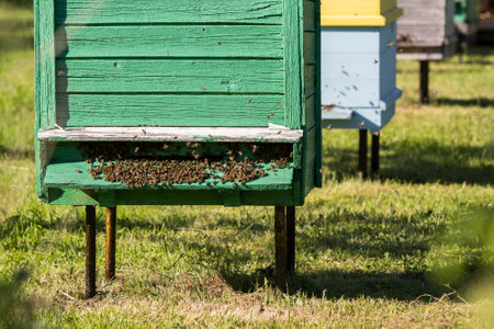 Bees at beehive entrance. Close-up of flying bees. Wooden beehive and bees.の写真素材