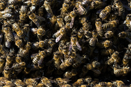 Bees at beehive entrance. Close-up of flying bees. Wooden beehive and bees.の写真素材