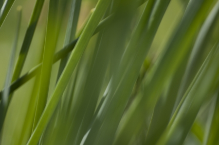 grassの写真素材