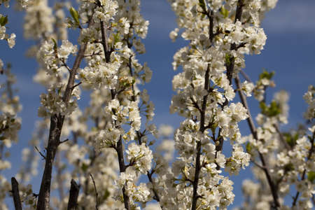 Apple tree bloosoms