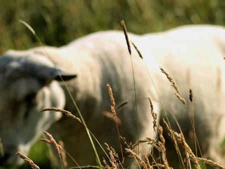 grasseeds with a sheep on the background