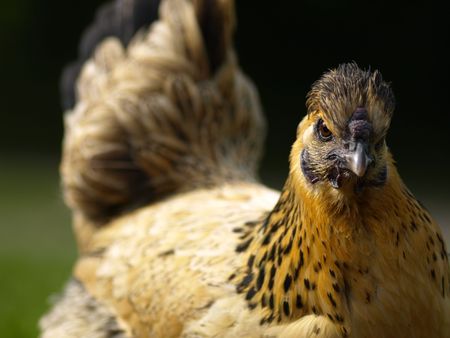 angry chickenの写真素材