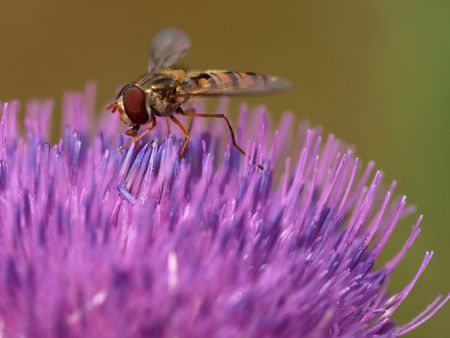 wasp on flower