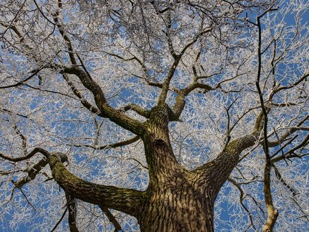 mystical man tree