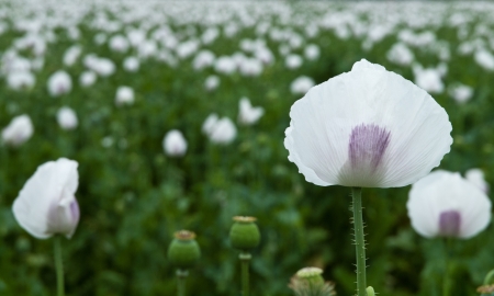 Panoramic view of poppy field, focus on the first poppy の写真素材