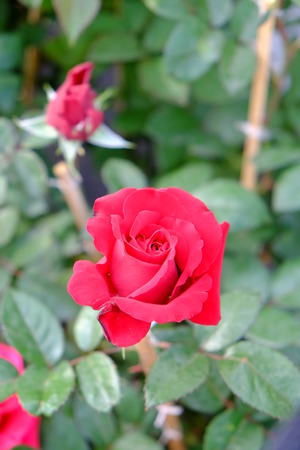 Red Rose Flower against Green Foliage Backgroundの写真素材