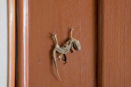 Dead and dried lizard still hanging on the wallの写真素材