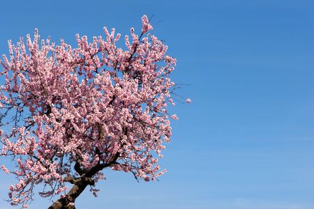 Close up of almond blossom tree with flowering blossoms and blue sky in backgroundの写真素材