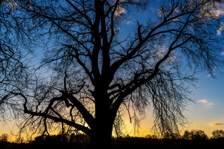 Silhouette of giant tree at sunsetの写真素材