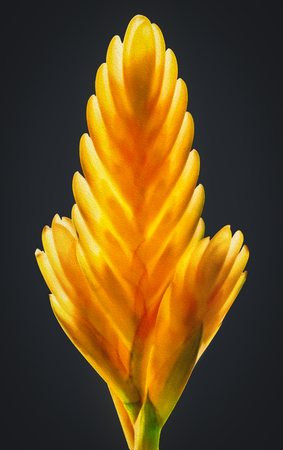 Feather plansの写真素材