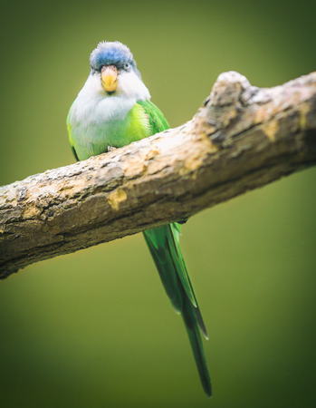 Boss birdの写真素材