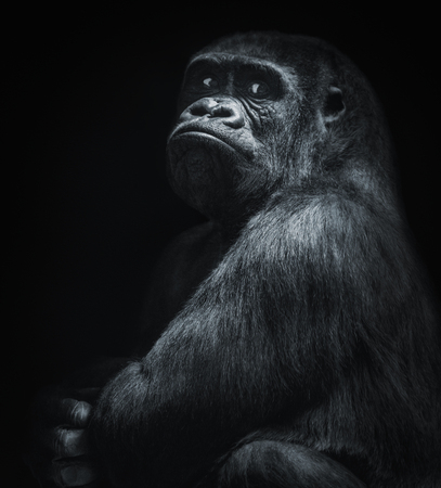 A big and nosy gorilla in black and whiteの写真素材