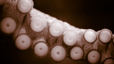 Tentacle close viewの写真素材