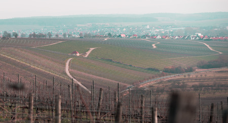 Wonderful vineyard in bavariaの写真素材