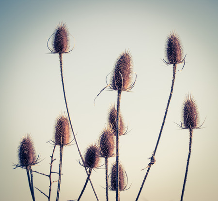 Thistlesの写真素材