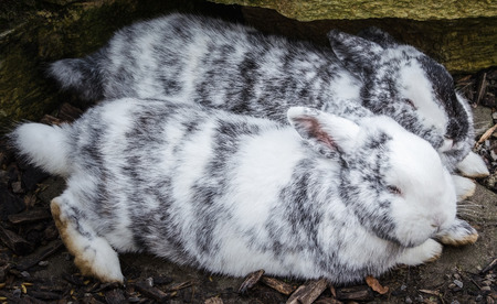Rabbits in loveの写真素材